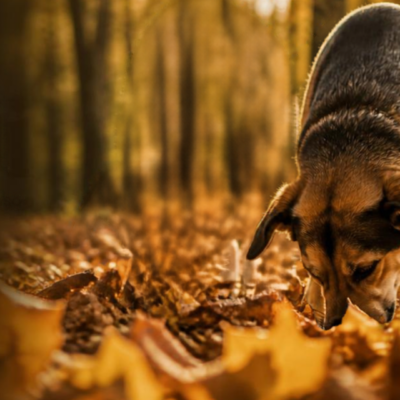 A sei sensi. La passeggiata del foliage
