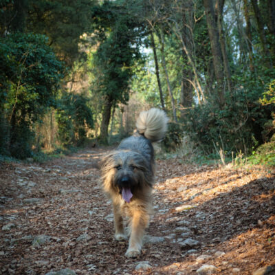 Lessinia in armonia: un anello a quattro zampe