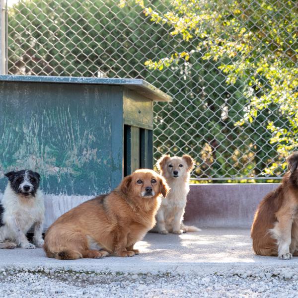 Adozione con il Cuore: Il Cane che Stavi Aspettando (e Lui non lo sapeva)