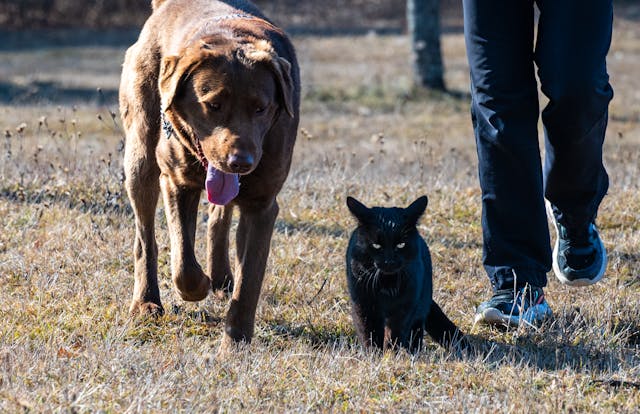 Cane e gatto sotto lo stesso tetto? Si può fare!