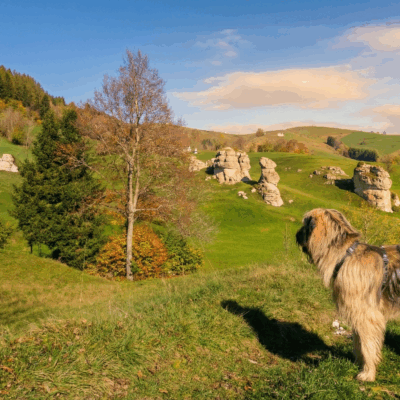 Escursione cinofila tra i pascoli e le sfingi della Lessinia