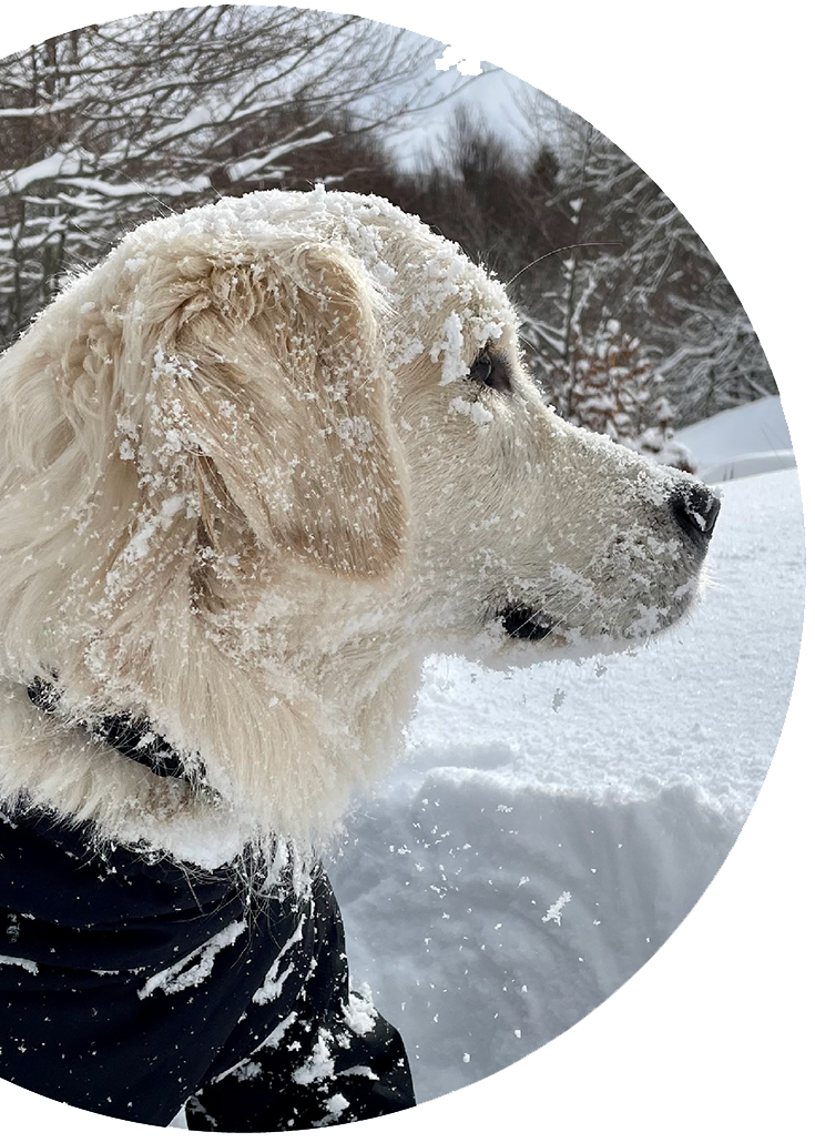 dog