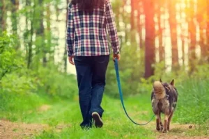 Passeggiata col cane in bosco