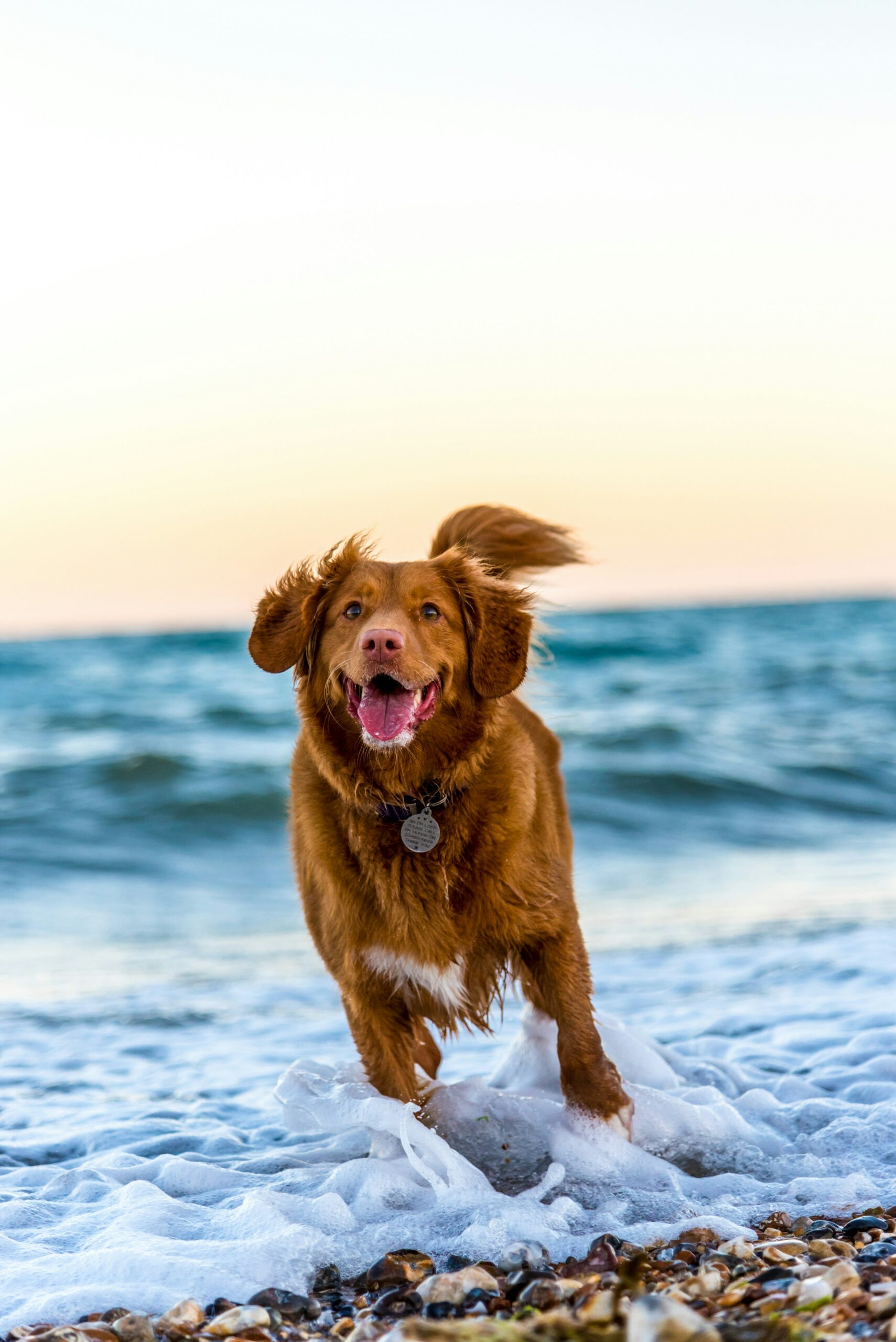 Estate e cane: caldo, parassiti e passeggiate… come affrontarla al meglio?