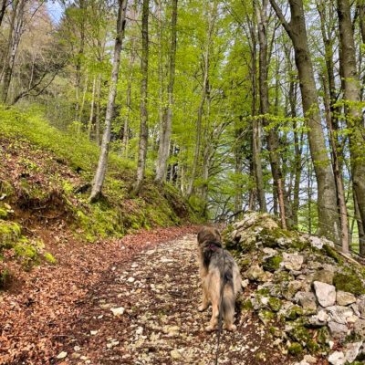 Lessinia in armonia: un anello a quattro zampe