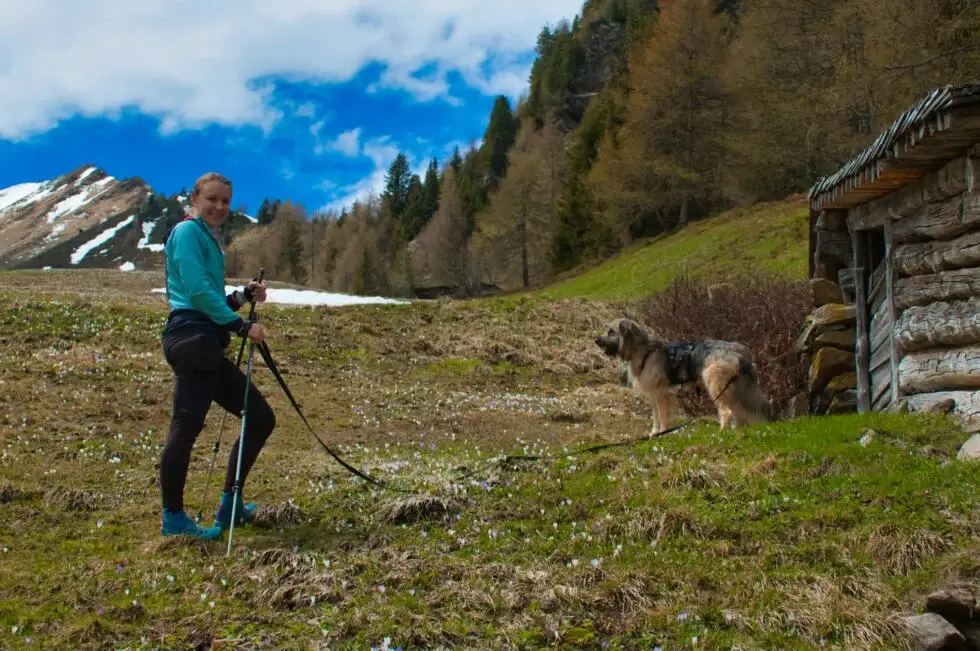 Gli strumenti indispensabili per la passeggiata con il cane: città, campagna e montagna