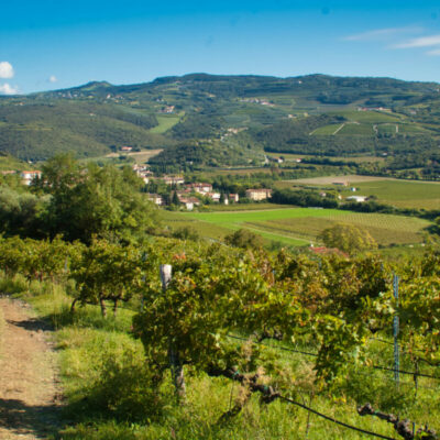 Passeggiata cinofila tra ulivi e vigneti sulle colline di Montorio e Marcellise
