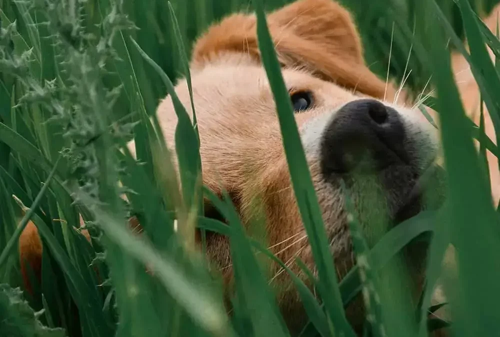 Perchè il cane mangia l’erba? Quando preoccuparsi e cosa sapere