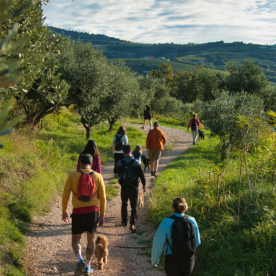 Tra ulivi e vigneti sulle colline di Montorio e Marcellise