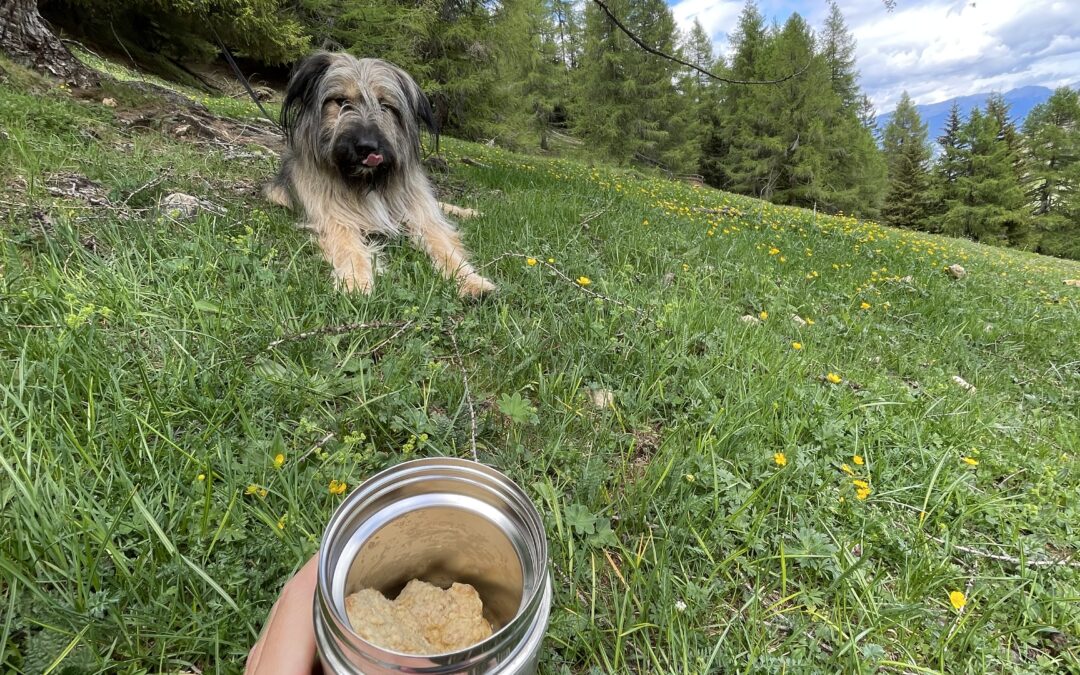 Snack per cani in passeggiata: quando servono e quali scegliere (guida pratica)