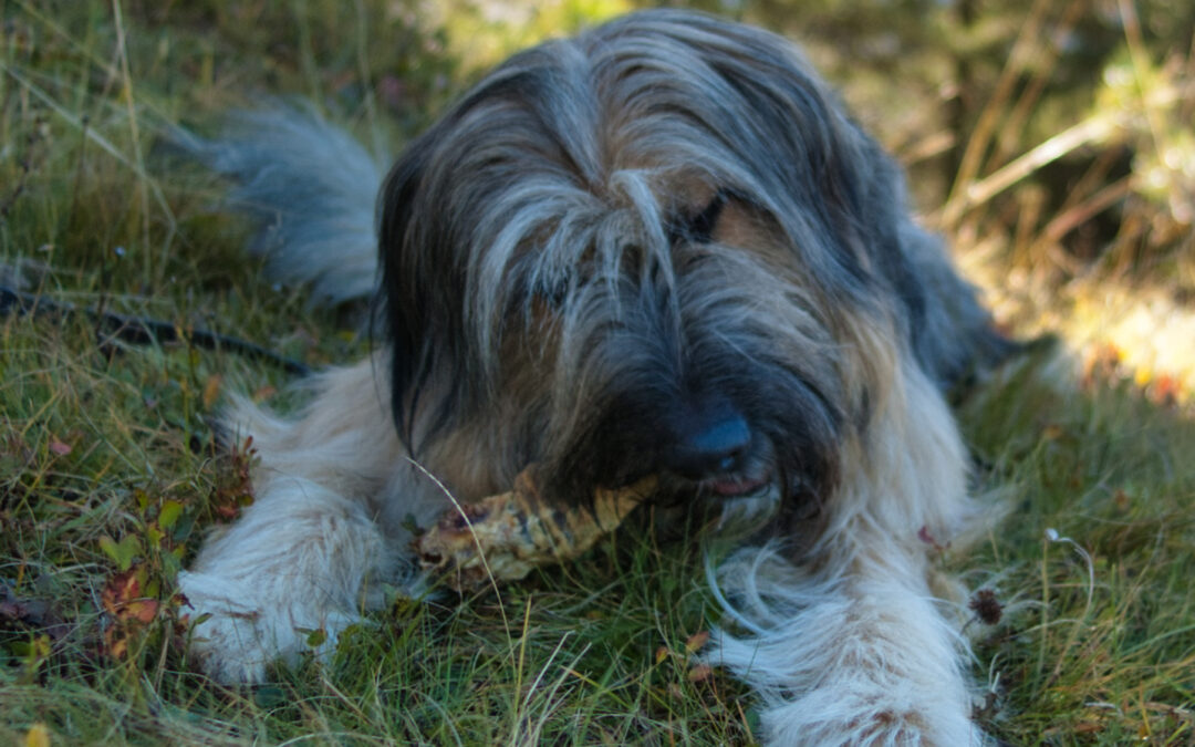 Masticativi per cani: come scegliere quello giusto (taglia, età e sbagli da evitare)